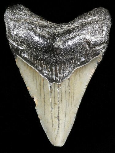 Juvenile Megalodon Tooth - South Carolina #45833